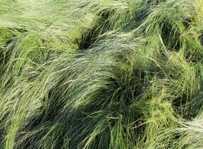 Kavyl péřovitý - Stipa tenuissima