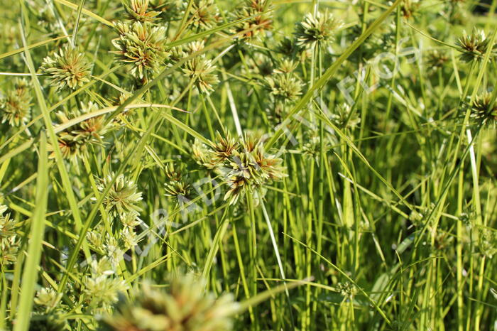 Šáchor - Cyperus glaber