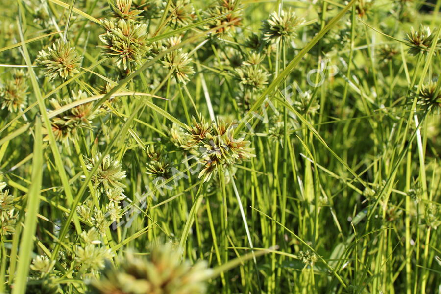 Šáchor - Cyperus glaber