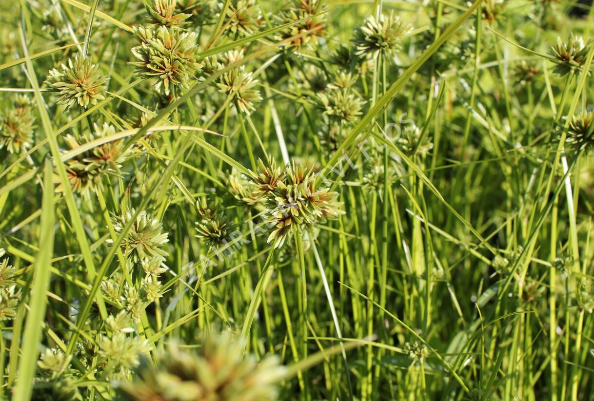 Šáchor - Cyperus glaber