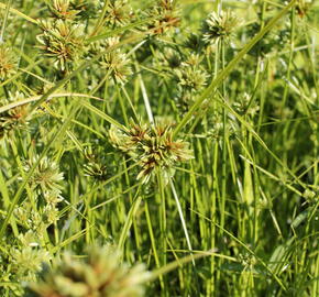 Šáchor - Cyperus glaber