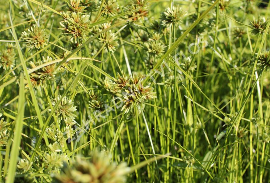Šáchor - Cyperus glaber