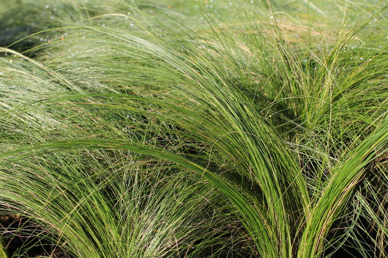 Nejkrásnější traviny