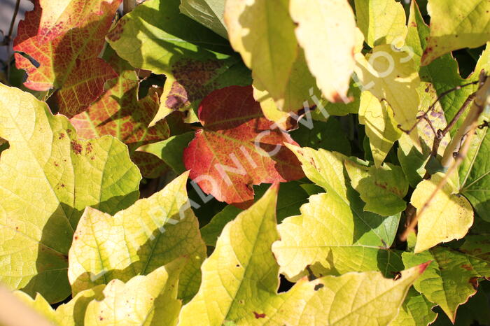 Přísavník trojcípý 'Fenway Park' - Parthenocissus tricuspidata 'Fenway Park'