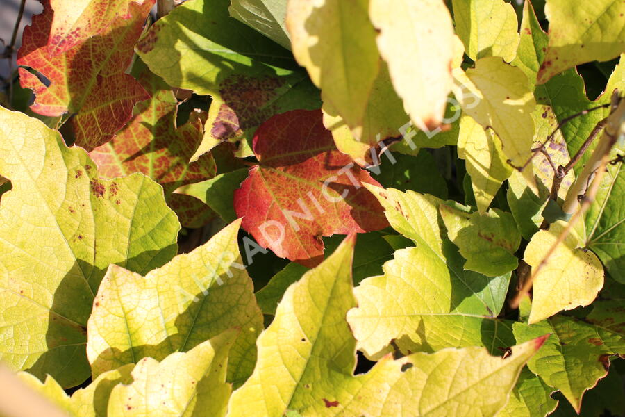 Přísavník trojcípý 'Fenway Park' - Parthenocissus tricuspidata 'Fenway Park'