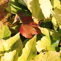 Přísavník trojcípý 'Fenway Park' - Parthenocissus tricuspidata 'Fenway Park'