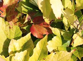 Přísavník trojcípý 'Fenway Park' - Parthenocissus tricuspidata 'Fenway Park'