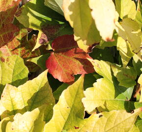 Přísavník trojcípý 'Fenway Park' - Parthenocissus tricuspidata 'Fenway Park'