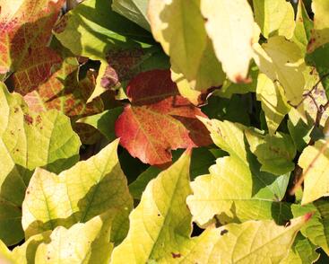 Přísavník trojcípý 'Fenway Park'