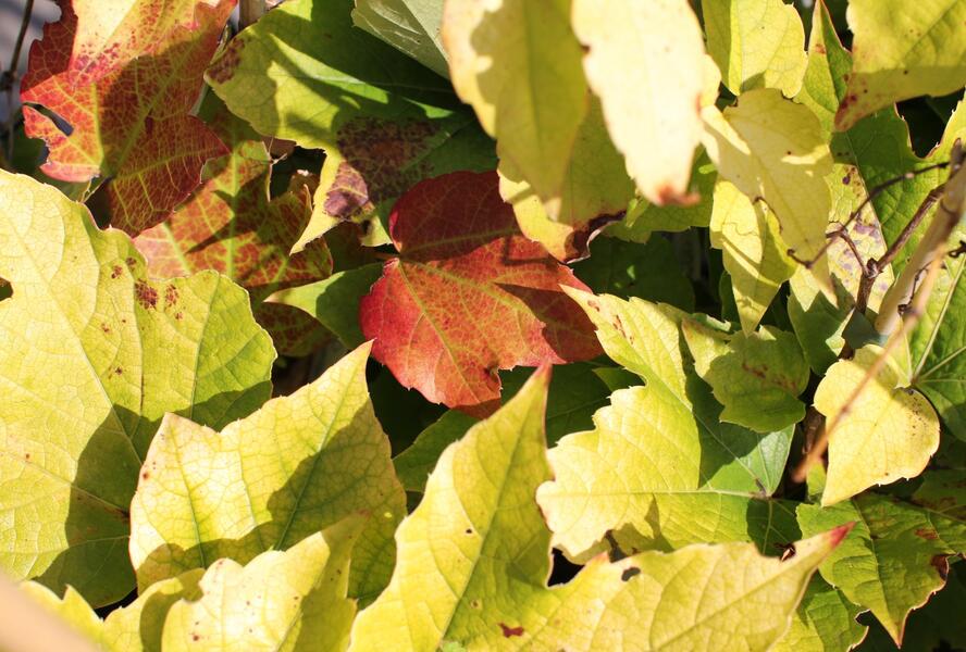 Přísavník trojcípý 'Fenway Park' - Parthenocissus tricuspidata 'Fenway Park'