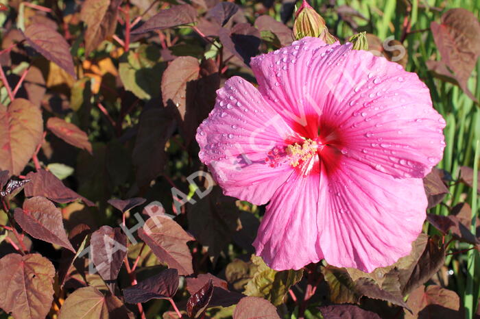 Ibišek bahenní 'Royal Gems' - Hibiscus moscheutos 'Royal Gems'