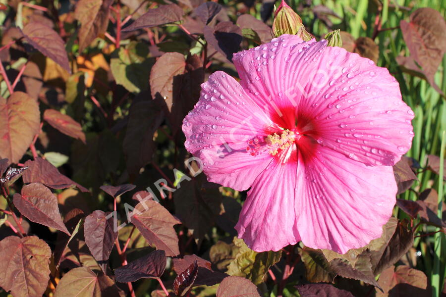 Ibišek bahenní 'Royal Gems' - Hibiscus moscheutos 'Royal Gems'