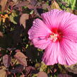 Ibišek bahenní 'Royal Gems' - Hibiscus moscheutos 'Royal Gems'