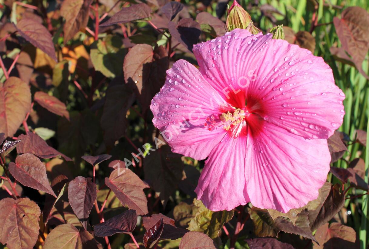 Ibišek bahenní 'Royal Gems' - Hibiscus moscheutos 'Royal Gems'
