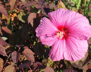 Ibišek bahenní 'Royal Gems'
