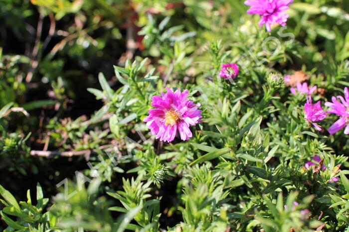 Hvězdnice 'Astral Lune' - Aster dumosus 'Astral Lune'
