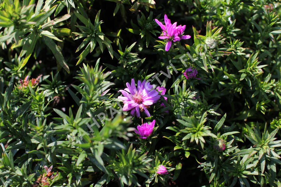 Hvězdnice 'Astral Lune' - Aster dumosus 'Astral Lune'