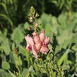 Divizna 'Jackie' - Verbascum 'Jackie'