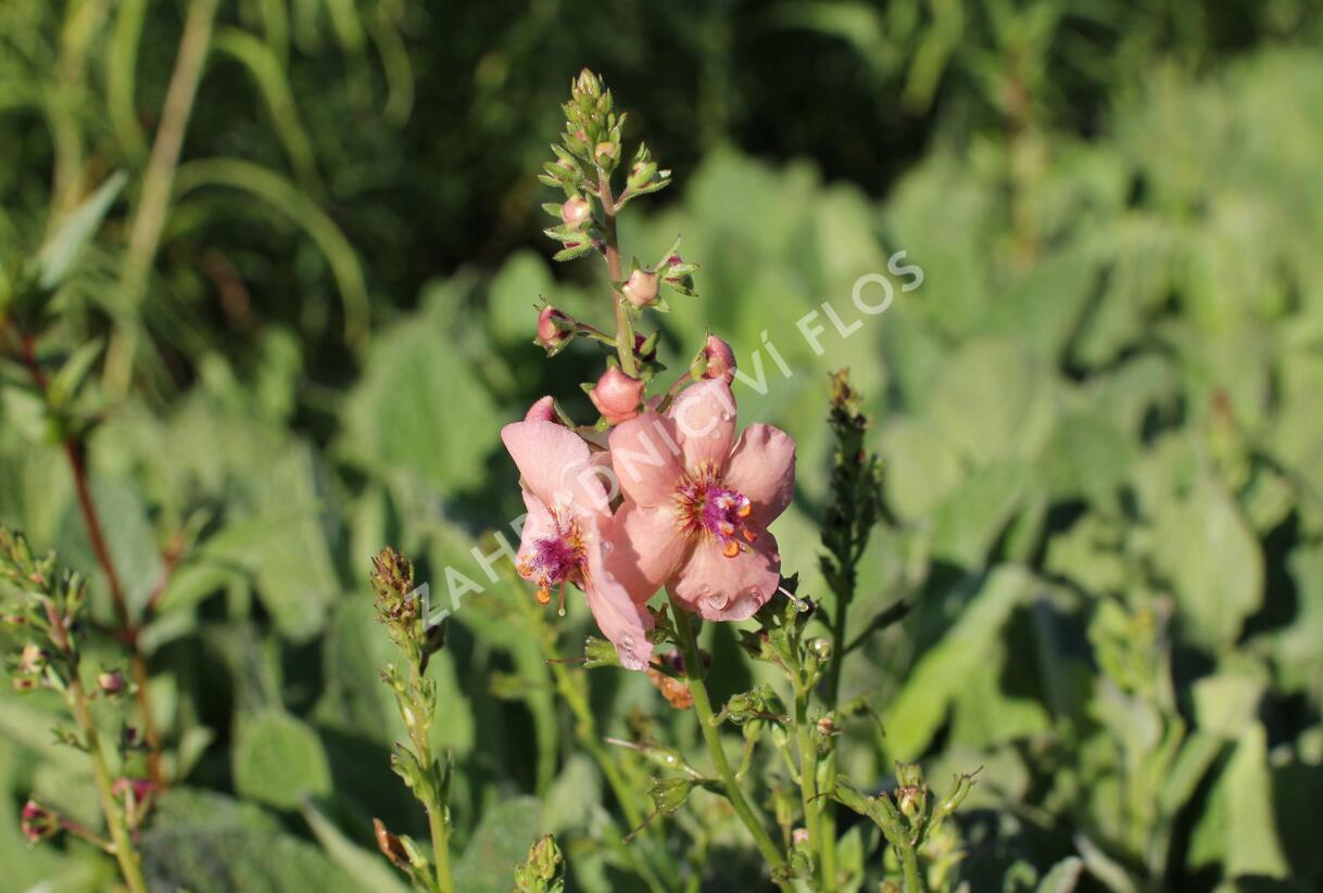 Divizna 'Jackie' - Verbascum 'Jackie'