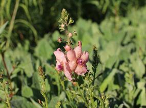 Divizna 'Jackie' - Verbascum 'Jackie'