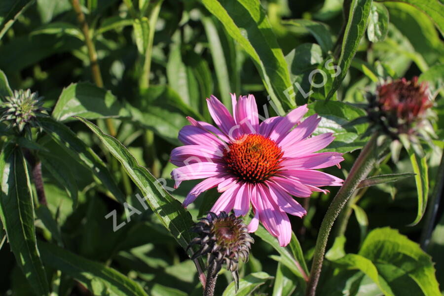 Třapatkovka nachová 'Primadonna Deep Rose' - Echinacea purpurea 'Primadonna Deep Rose'