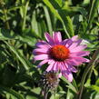 Třapatkovka nachová 'Primadonna Deep Rose' - Echinacea purpurea 'Primadonna Deep Rose'