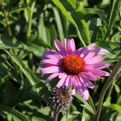 Třapatkovka nachová 'Primadonna Deep Rose' - Echinacea purpurea 'Primadonna Deep Rose'