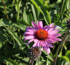 Třapatkovka nachová 'Primadonna Deep Rose' - Echinacea purpurea 'Primadonna Deep Rose'