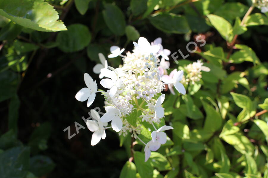 Hortenzie latnatá 'Confetti' - Hydrangea paniculata 'Confetti'