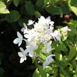 Hortenzie latnatá 'Confetti' - Hydrangea paniculata 'Confetti'