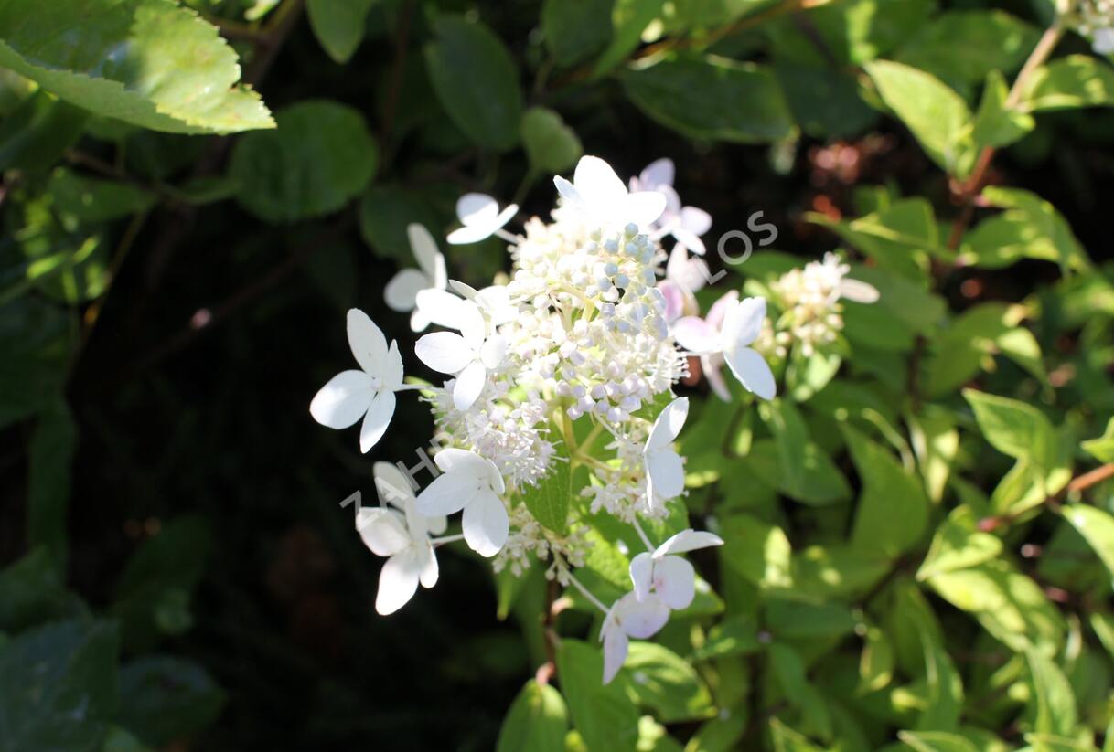 Hortenzie latnatá 'Confetti' - Hydrangea paniculata 'Confetti'