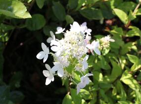 Hortenzie latnatá 'Confetti' - Hydrangea paniculata 'Confetti'