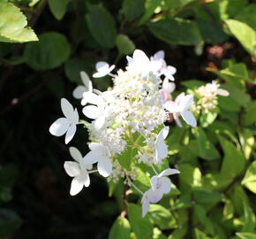 Hortenzie latnatá 'Confetti' - Hydrangea paniculata 'Confetti'