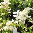 Hortenzie latnatá 'Confetti' - Hydrangea paniculata 'Confetti'