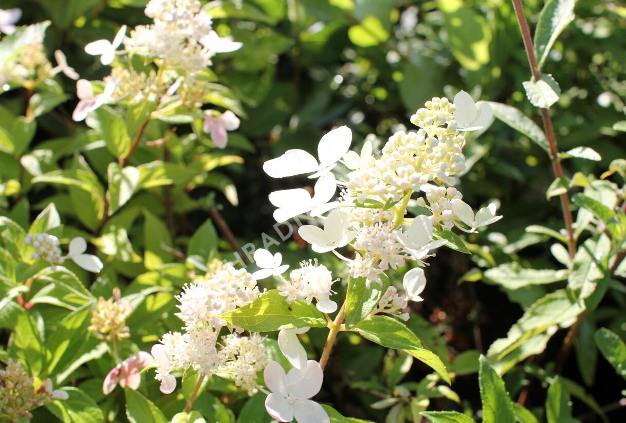 Hortenzie latnatá 'Confetti' - Hydrangea paniculata 'Confetti'