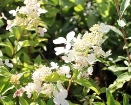 Hortenzie latnatá 'Confetti'
