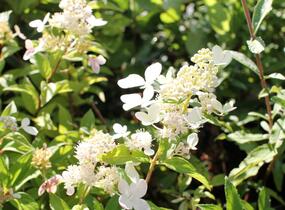 Hortenzie latnatá 'Confetti' - Hydrangea paniculata 'Confetti'