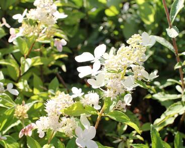 Hortenzie latnatá 'Confetti'