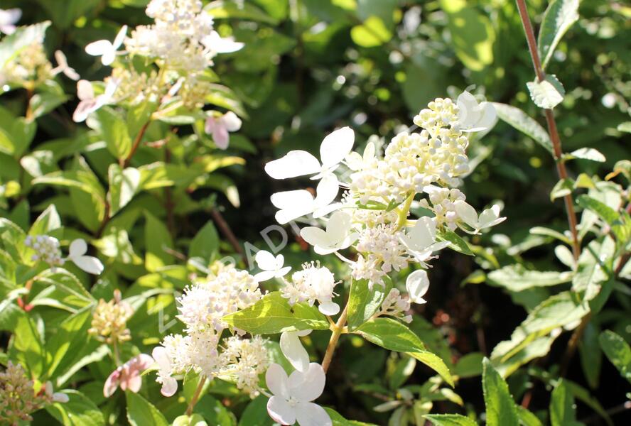 Hortenzie latnatá 'Confetti' - Hydrangea paniculata 'Confetti'