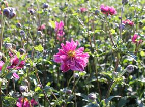 Sasanka hupejská 'Bressingham Glow' - Anemone hupehensis 'Bressingham Glow'