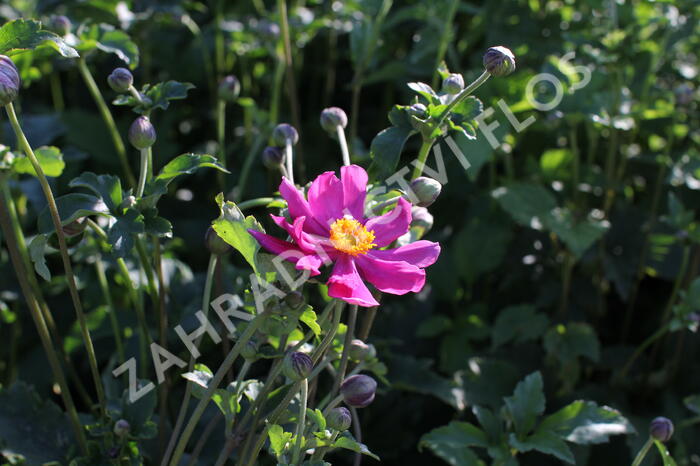 Sasanka japonská 'Prinz Heinrich' - Anemone hupehensis 'Prinz Heinrich'