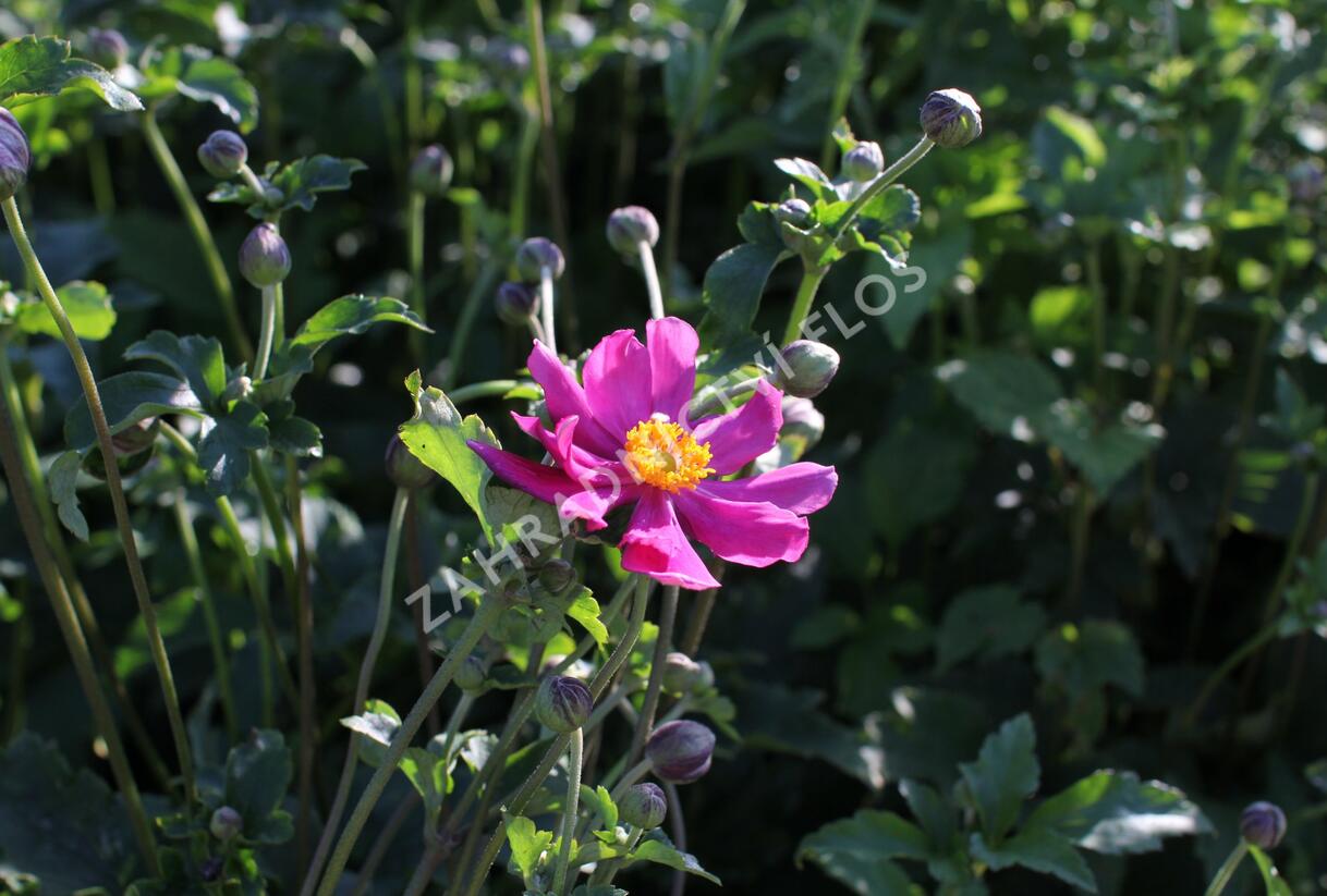 Sasanka hupejská 'Prinz Heinrich' - Anemone hupehensis 'Prinz Heinrich'