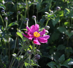 Sasanka japonská 'Prinz Heinrich' - Anemone hupehensis 'Prinz Heinrich'