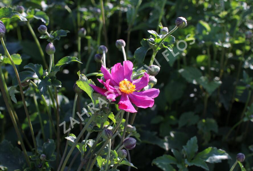 Sasanka hupejská 'Prinz Heinrich' - Anemone hupehensis 'Prinz Heinrich'