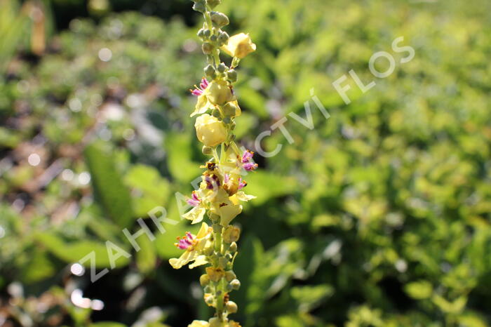 Divizna černá - Verbascum nigrum