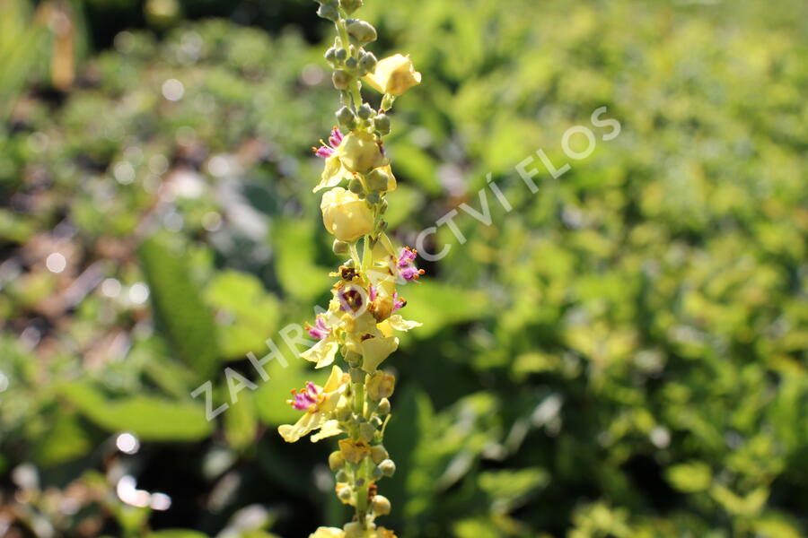 Divizna černá - Verbascum nigrum
