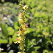 Divizna černá - Verbascum nigrum