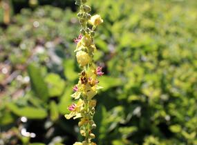 Divizna černá - Verbascum nigrum