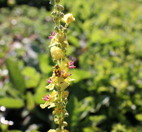 Divizna černá - Verbascum nigrum