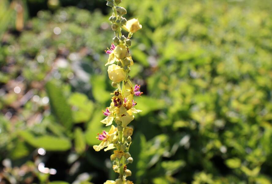 Divizna černá - Verbascum nigrum
